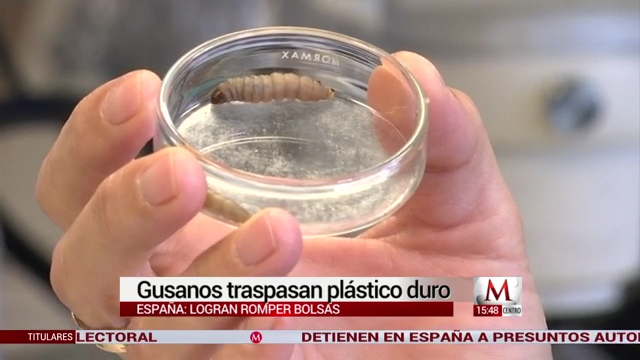 Gusanos traspasan plástico duro