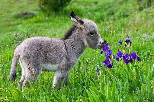 Tiene el fin de procurar la tradición del uso de la especie en las tareas del campo.