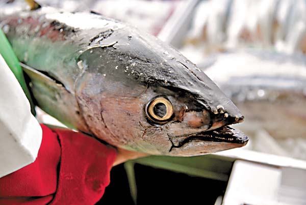 Los estadunidenses incluyeron la etiqueta Dolphin safe, que resultó proteccionista a su comercio.