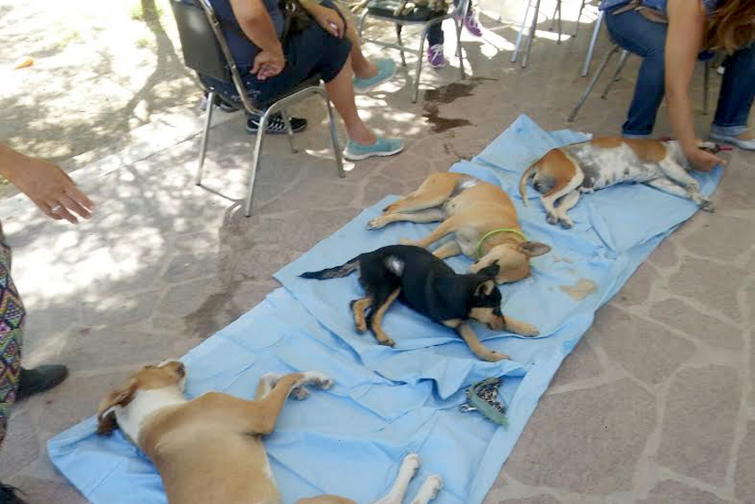 El Centro de Control y Bienestar Animal de Gómez Palacio, arranca con la campaña de esterilización.