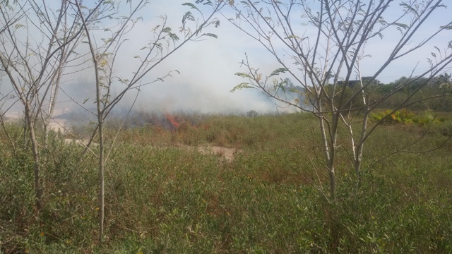 Se registra incendio en terrenos de la laguna del Carpintero.