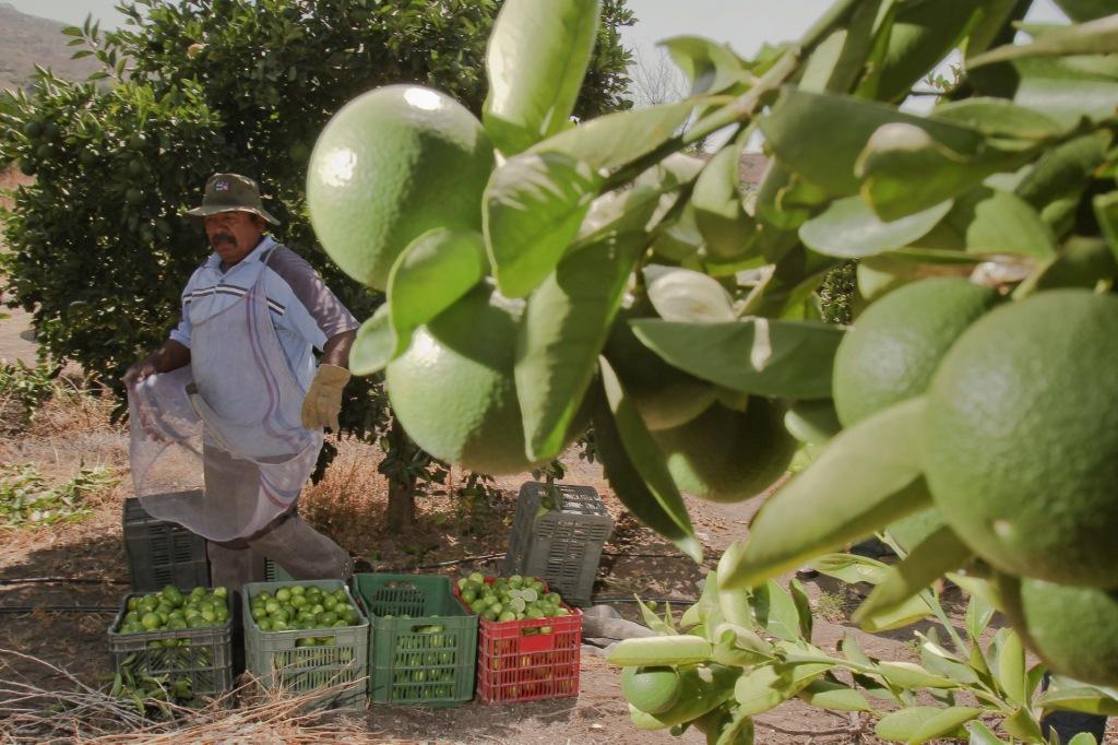 Los agricultores deben de pagar hasta 70 mil pesos mensuales a grupos criminales, como La Familia o  Los Caballeros Templarios.