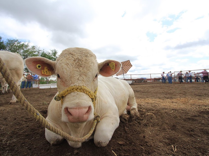 La Cámara Nacional de Industriales de la Leche pidió "piso parejo" a autoridades de Chihuahua.