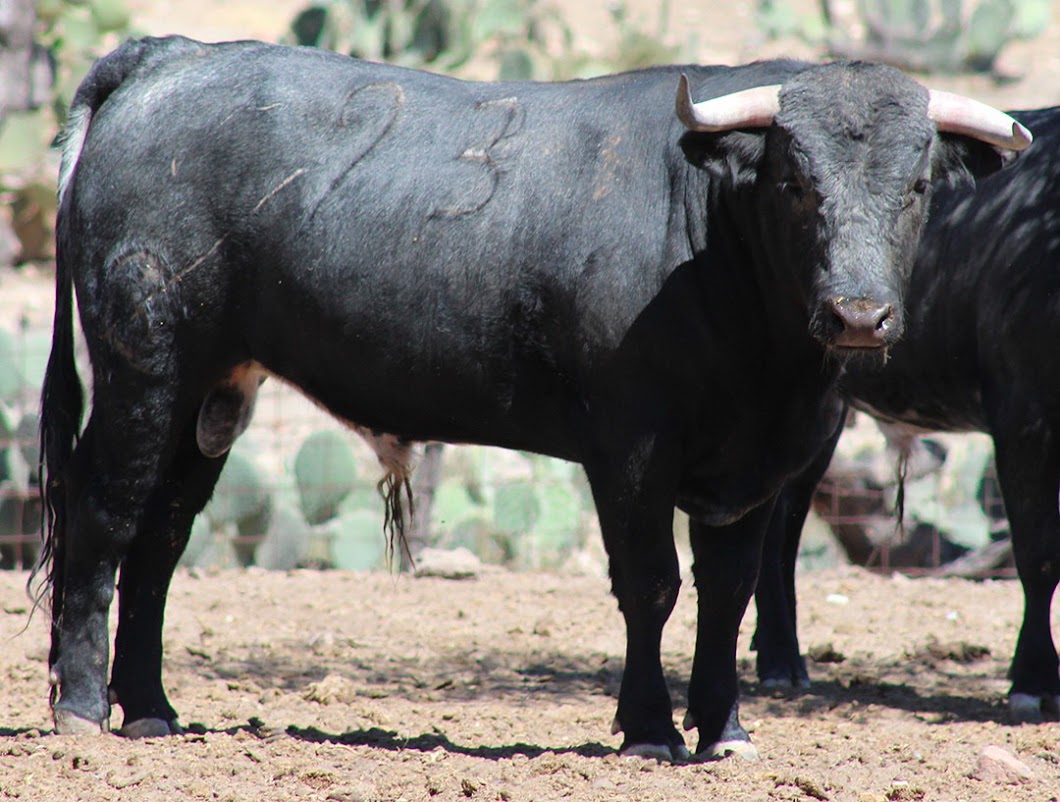 Listos los ejemplares de la ganadería de Santoyo para el homanaje a “El Pana”.
