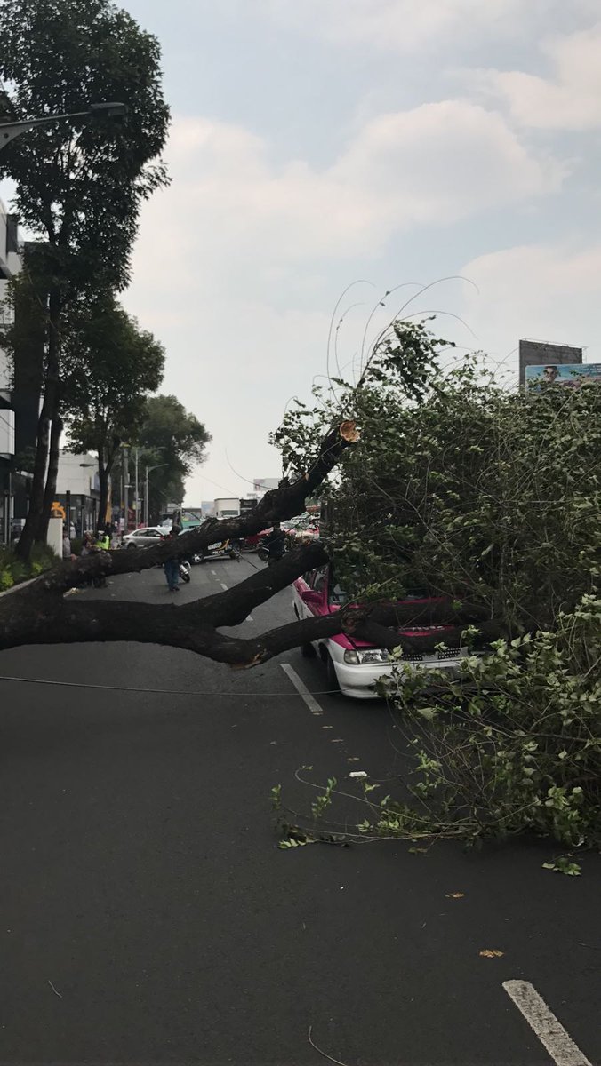 Por los fuertes vientos, un árbol cayó en la calzada de Tlalpan, en la colonia Américas Unidas.