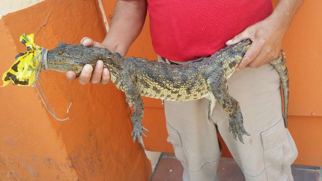 Cocodrilo era mascota de una casa.