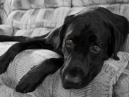 Aislamiento y soledad llevan a la depresión canina