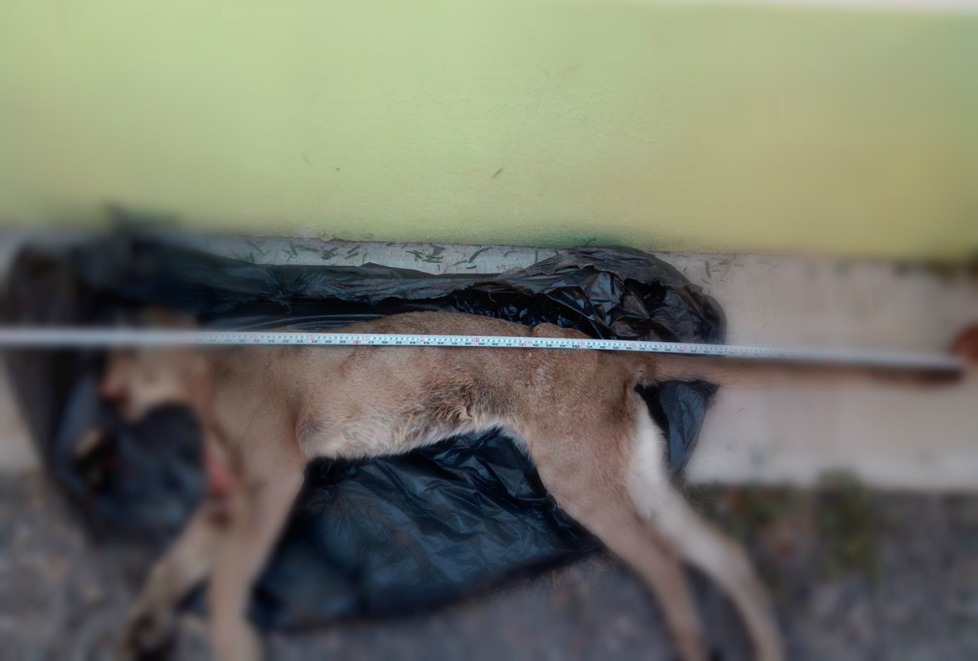 El cadáver del felino será donado al Departamento de Zoología del CUCBA. 