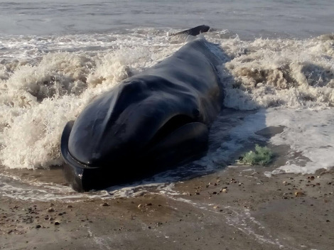 La ballena de 15 metros de longitud y más de 40 toneladas de peso, quedó varada en la playa “La Venta”, en las costas de Salina Cruz, Oaxaca. 