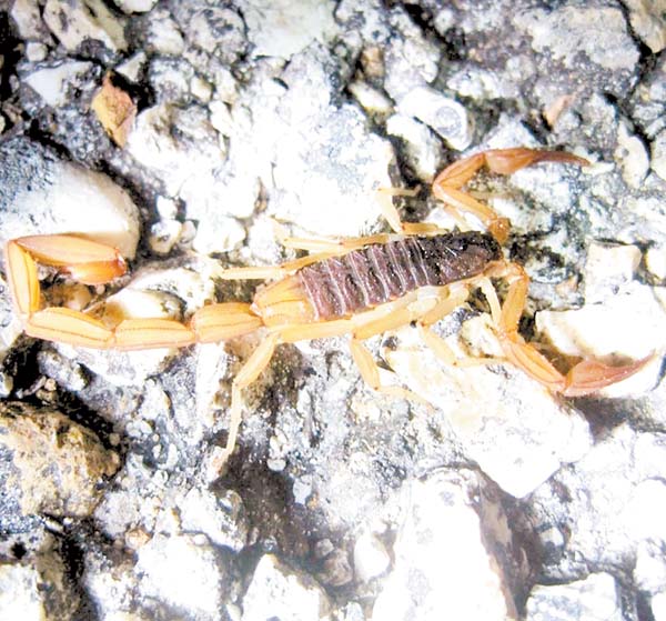 La sustancia forma parte del veneno de la especie Centruroides suffusus.
