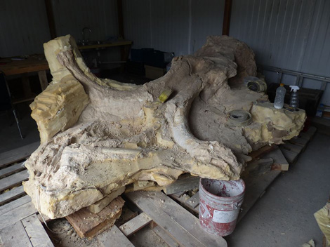 En julio de 2016, se encontraron fragmentos de un "Mammuthus columbi". 