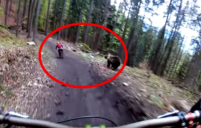 Un oso apareció en la ruta de los ciclistas