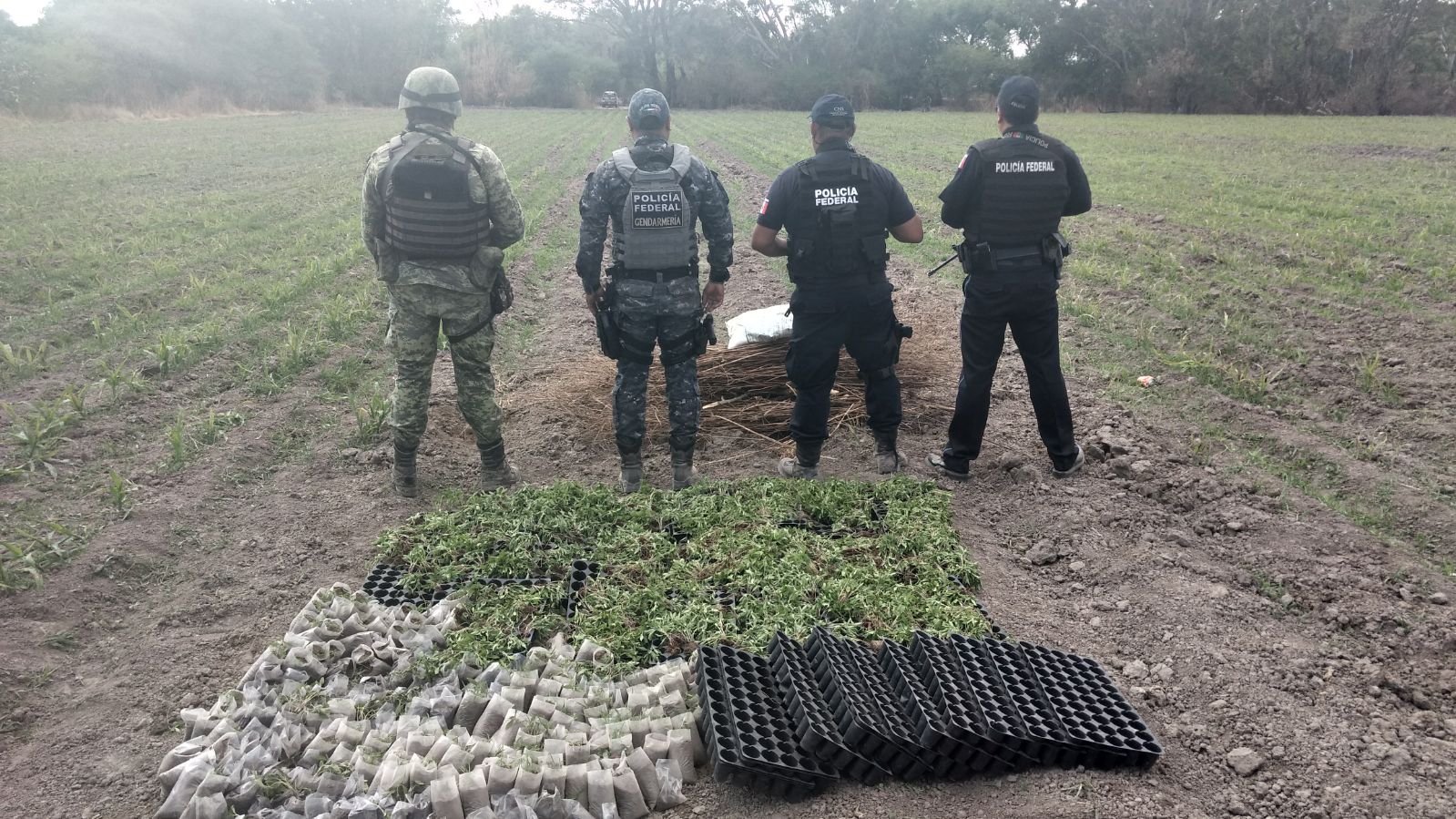 El hallazgo lo realizaron Policías Federales con apoyo de elementos de la Sedena gracias a una denuncia anónima.