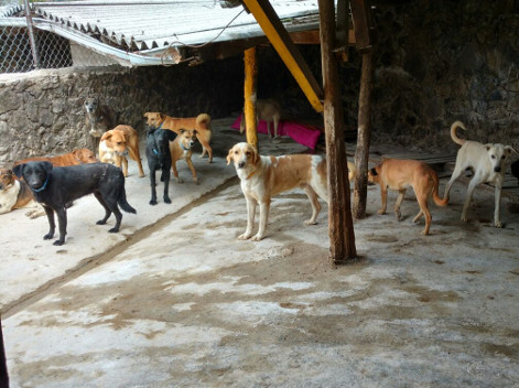 Los perros fueron enviados a un lugar en el municipio de Huitzilac. Ser dijo que 14 a 20 perros están enfermos, aunque no se precisó de qué y cuál es 