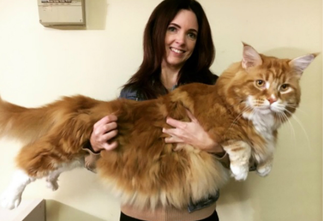 Cargar al gato Omar, con sus 14 kilos, es todo un reto. 