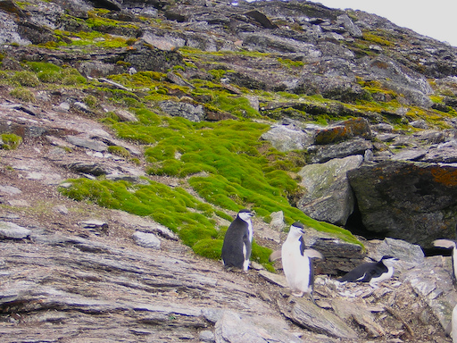 Pingüinos en la Antártida encuentran montículos de pasto.