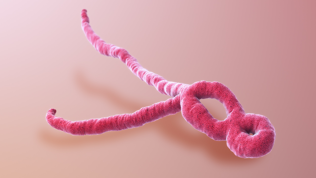 Una representación 3D del virus del Ébola.