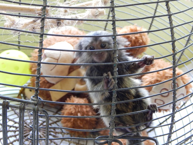 Llega mono Tití a zoológico.