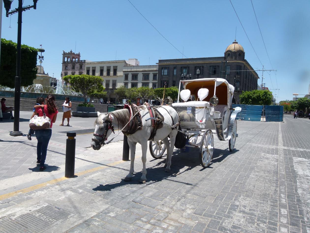 La semana pasada se hizo el chequeo a caballos y se encontraron en “excelentes condiciones”