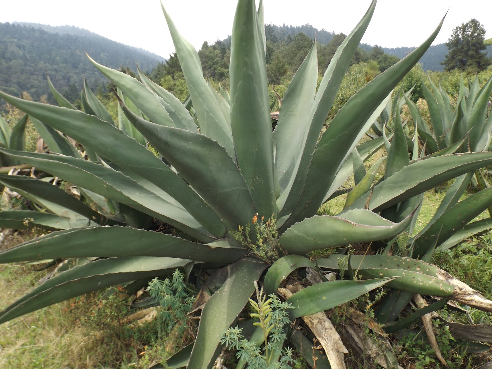 Conocerán cómo se cultiva, su historia y cómo se extrae el aguamiel.