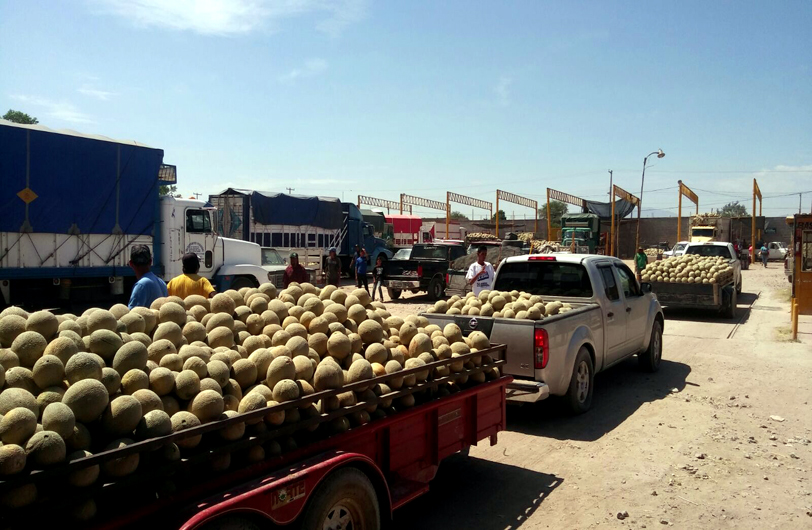 Actualemente el precio del melón se vende en 8 pesos el kilo.