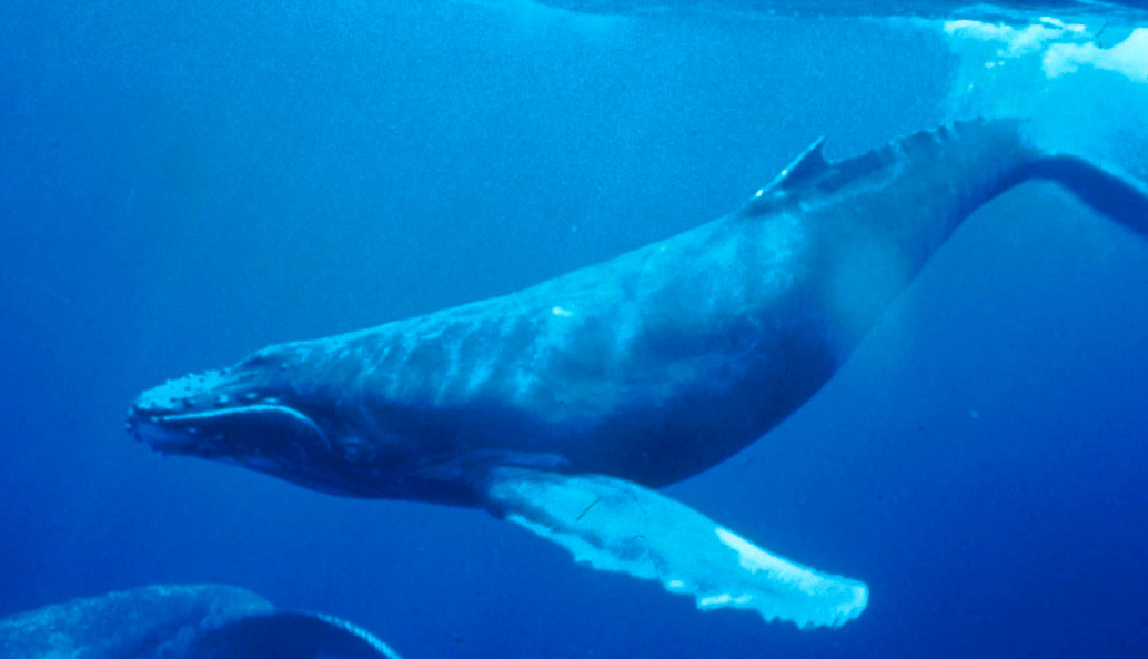 Una ballena barbada de la especie Megaptera.