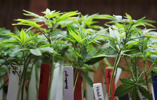Plantas de mariguana medicinal en exhibición.