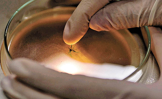 El vector "Aedes aegypti" es analizado en un laboratorio.