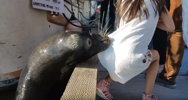 La familia ha desmentido que la niña estuviera alimentando al león marino.