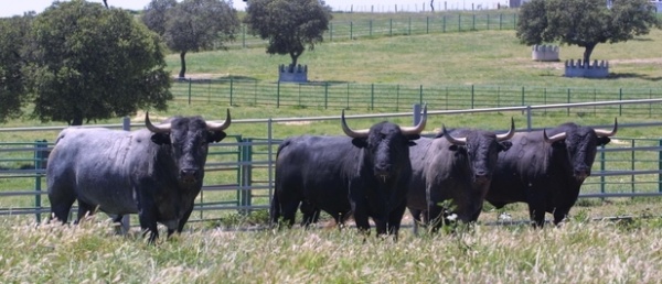 Toros de ganado 
