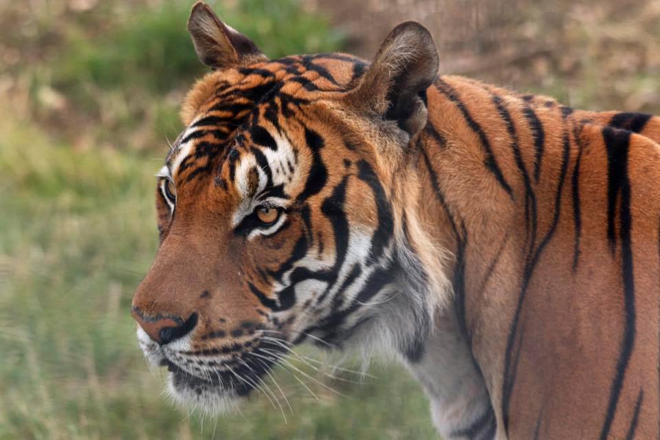 Cicip, uno de los tigres macho del Zoológico de Hamerton.