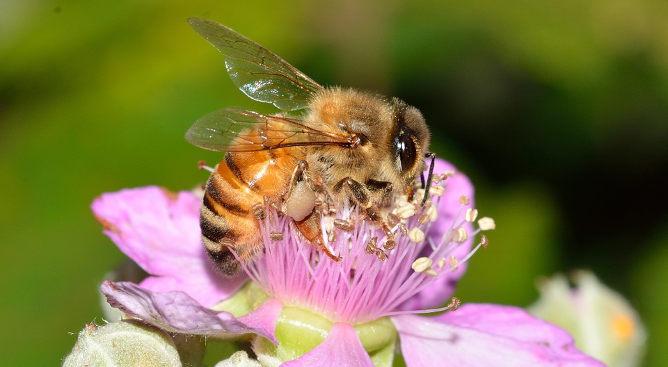 El veneno de la abeja "Apis Mellifera" contiene una toxina capaz de matar el VIH 
