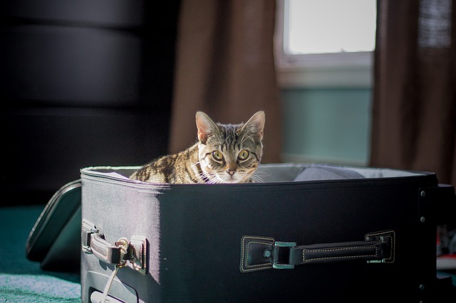 ¿Piensas viajar con tu mascota? Checa estos consejos…