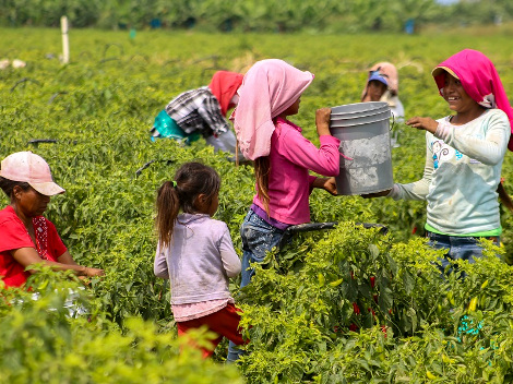 la organización World Vision México refirió que el 30 por ciento de los infantes trabajan en actividades agrícolas.