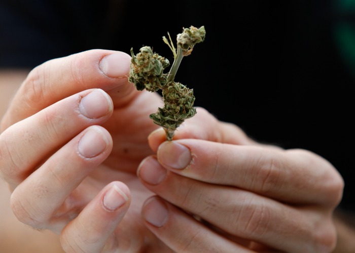 La planta de cannabis puede tener efectos terapéuticos para tratar epilepsia, esclerosis múltiple, migraña, Parkinson y Alzheimer, entre otros. 