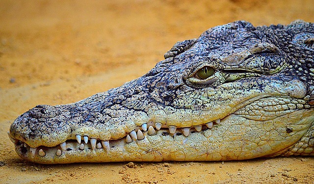No, ningún hombre murió intentando tener sexo con un cocodrilo en Australia.