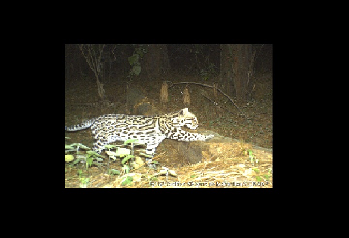 Leopardus Pardalis 