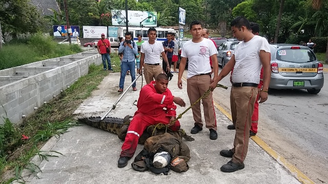 Bomberos Tampico, capturan cocodrilo 