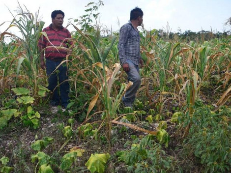 La falta de agua limita la agricultura, de la que vive la población maya, este año temen perder la temporada de cosecha por falta de lluvias suficient