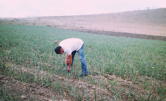 Municipios del sur de la entidad tienen una producción importante de este vegetal.