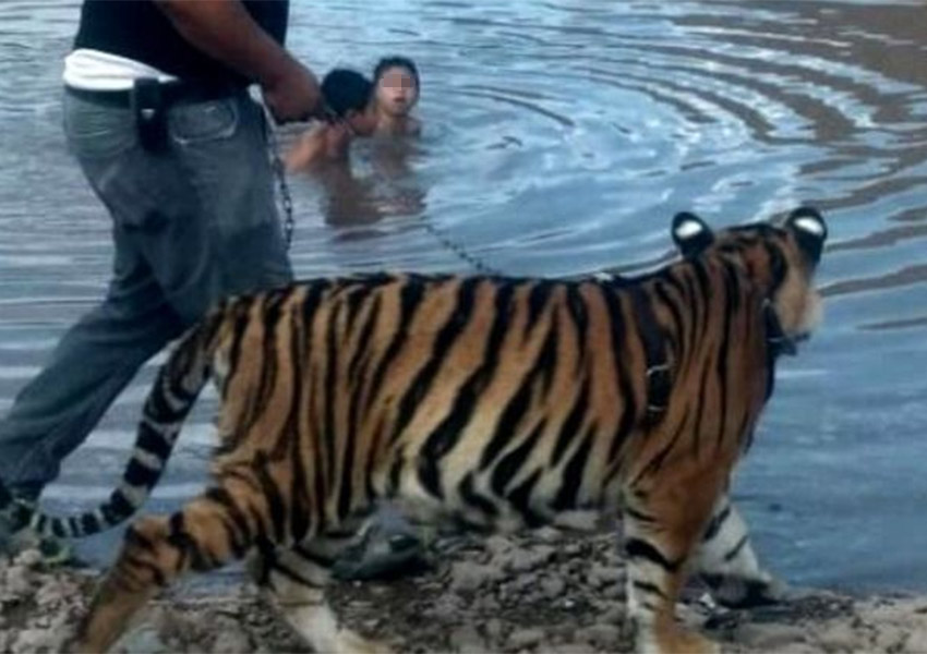 El tigre no lastimó a nadie. 