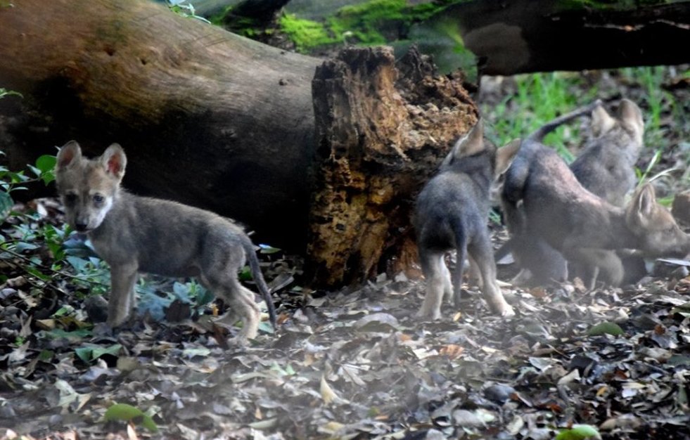 Las cinco hembras y los dos machos nacieron en el zoológico Los Coyotes, entre el 21 y el 23 de abril.
