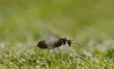 Plaga de hormigas voladoras se presentan en Wimbledon