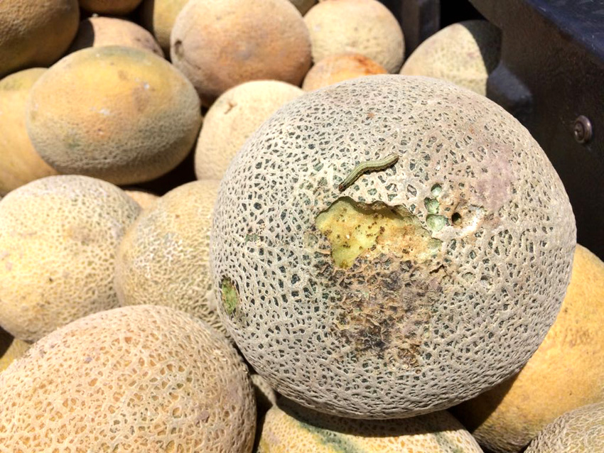 El gusano cogollero perfora y habita dentro de la fruta, lo que afecta para su comercialización.
