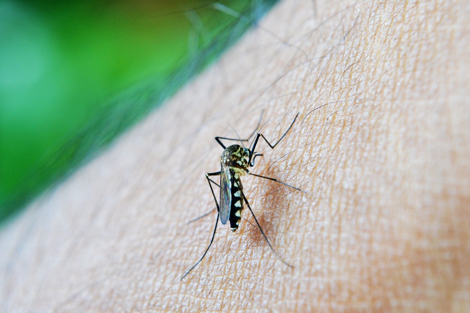 Con estos remedios olvídate del repelente contra picaduras de insectos.