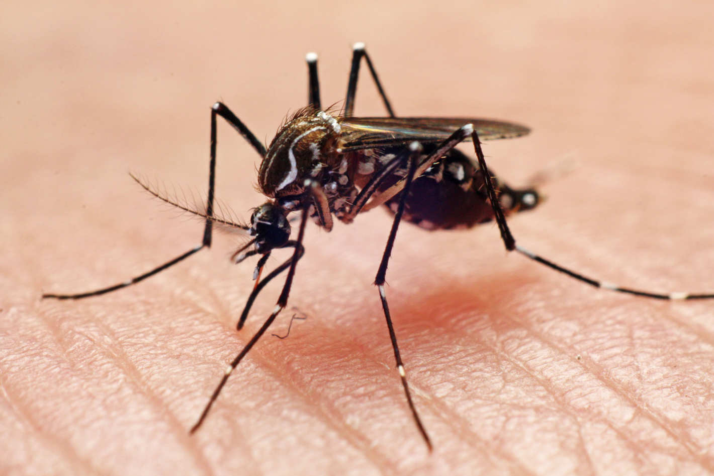 Exhorta la CEVECE a redoblar el cuidado con sprays, líquidos o cremas repelentes de mosquitos para disminuir los riesgos de picadura.