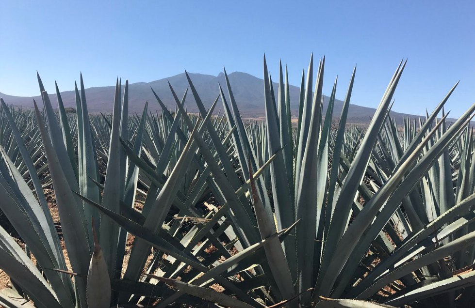 Suman cincuenta los países en el mundo que reconocen al tequila como producto distintivo de México.