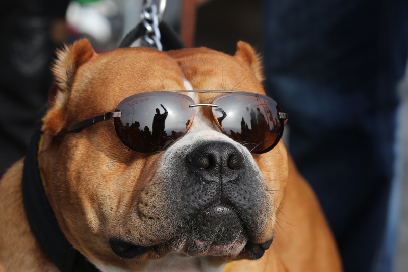  Los perros pitbull han sido una raza considerada peligrosa por la gente pese a que dueños de estos animales aseguran que son  canes tiernos e inofens