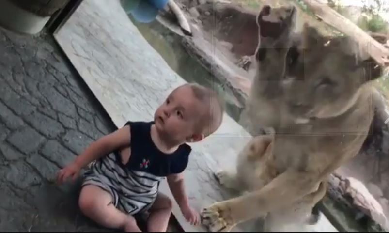 El video fue grabado en un zoológico de Utah, en Estados Unidos.