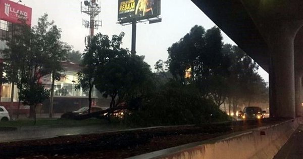 El árbol cayó en los carriles centrales de Periférico Sur.